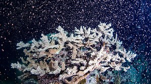 Eruption of color: Australia’s Barrier Reef  corals spawn