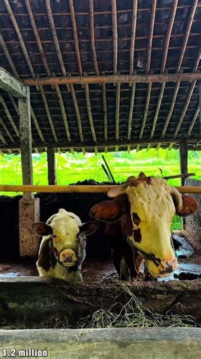 Baby Calf Adorably Watches Mom Cow Eating Grass 🐄| Heartwarming Farm Life #Shorts Don’t Miss This!