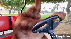 orangutan driving golf cart on Make a GIF