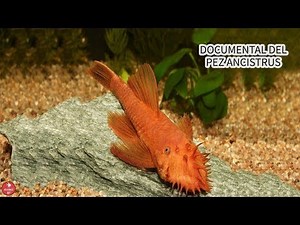 DOCUMENTAL del PEZ ANCISTRUS | Reproducción, Alimentación, Habitad | AcuariosLP