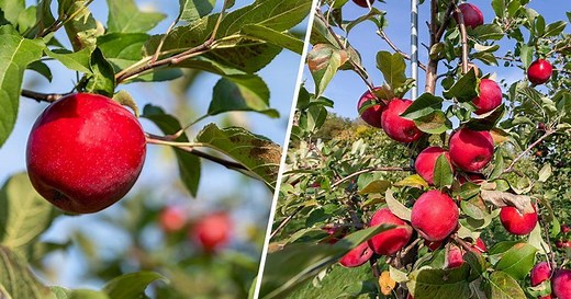 University of Minnesota debuts new apple variety, Kudos