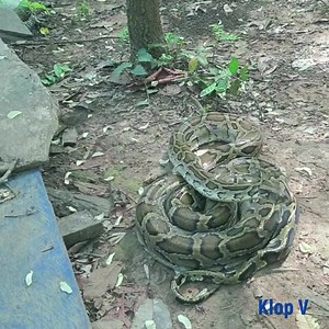 654K views · 3K reactions | The Monk Release the Python | Make vidio | Facebook