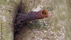 Stingless bees, Also Known as meliponines, build the beeswax tube that is the entrance to their hive. Class: Insecta, Order: Hymenoptera,Family: Apidae, Subfamily: Apinae,Tribe: Meliponini.