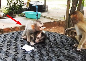 Daily Life of 3 baby Monkeys Living with Human. | Monkey Family