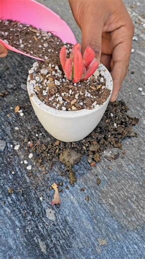 Kalanchoe Luciae ‘Oricula’ Repotting Guide 🌿 #Succulent #plant