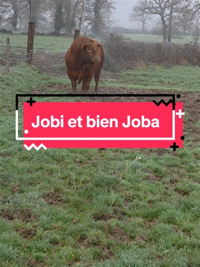 Combat légendaire : Jobard face à Trésor