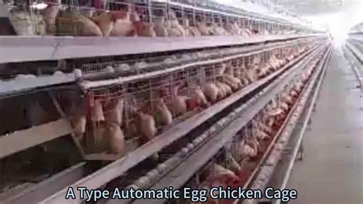 Automatic Poultry Farm Equipment Galvanized Wire Mesh A-Type Battery Layer Chicken Cages With Automatic Feeding Drinking System