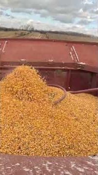 2188 case ih combining corn