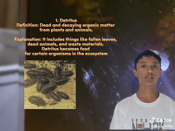 Topic: Detritus, Detritivors, Decomposer, Food Chain and Food Web. Subject: Science 7 Good day sir Grey, I am respectfully submitting my video presentation here as part of my Science 7 requirements. The contents of the video talks about how dead material is broken down in an ecosystem, and how organisms eat each other and how energy moves in an ecosystem. Submitted by: Nashrul Yakeen Laut Submitted to: Sir Grey Eugene Beloy Date submitted: 03/10/26