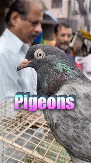 💥🕊️Pigeons #kozhimarket #mrhobbyisttamil
