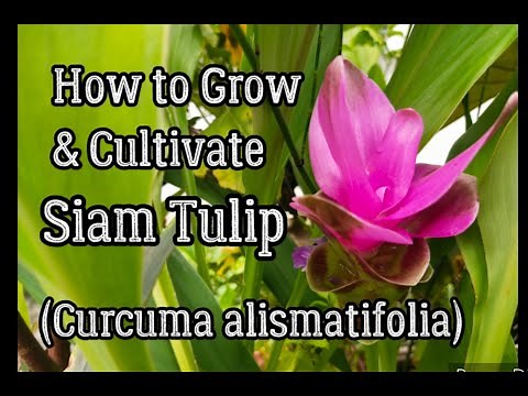 How to Grow & Cultivate Siam Tulip (Curcuma alismatifolia)