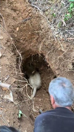 Dogs Chasing Bamboo Rats in the Holes!