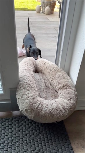 कभी धूप कभी बारिश || 🌧️🐶🤣 #dog