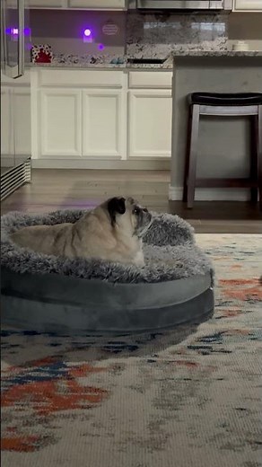 Tony only perks up for one thing on TV—the Coventry Direct commercial. 📺🐾 #puglife #pug