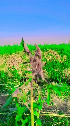 The Emotional Journey of Mukhtar