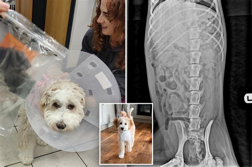 Pet owners, beware: My dog ate a common household item and needed life-saving surgery
