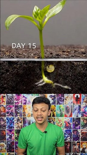 Growing a Red Bell Pepper Plant 🌱🌶️