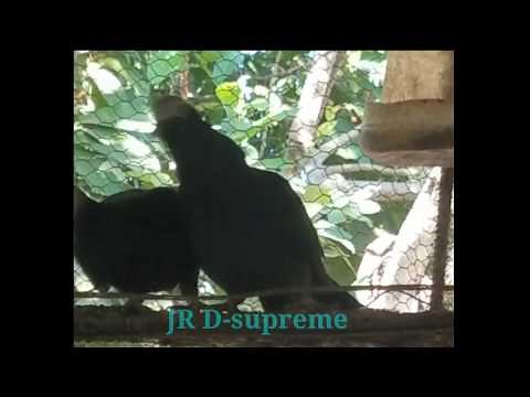 white crowned pigeons mating and cooing (Jamaican birds)