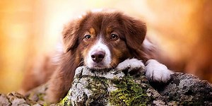 Nova Scotia Duck Tolling Retriever