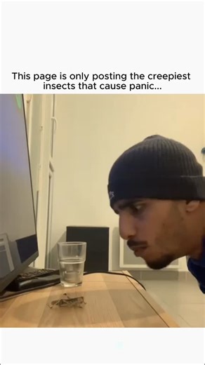 Insect Panic on Instagram: "@insectpanic - here epic bug encounters and see how people react when insects catch them off guard. 🦟🪳 #panic #insect #react"