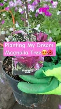 Planting Magnolia Tree #inspiration #garden #gardening #planting #foryou #magnolia #fyp #subscribe