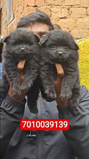 🖤 Rare Black Pomeranian Puppy For Sale 🐾 | Healthy & Cute Pomeranian 🐶❤️