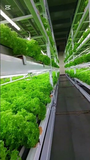 How We Grow Fresh Vegetables in an Indoor Farm? #indoorfarming #hydroponics #omanhydroponics🇴🇲