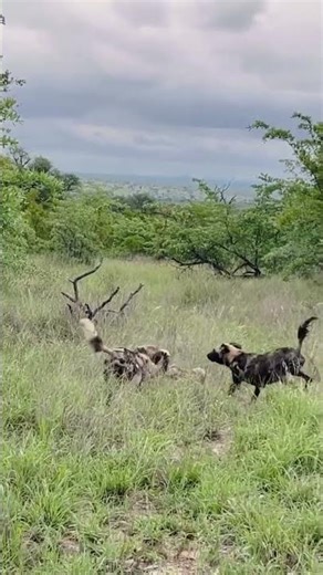 Leopard hunting a wild dog