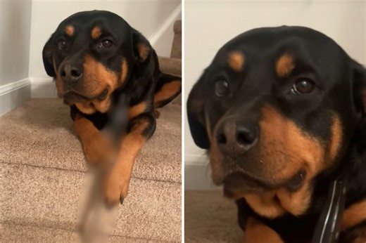 Rottweiler appears to smirk at owner, then she sees what's between paws