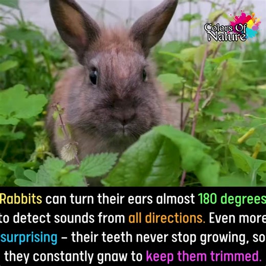 4.8K views · 928 reactions | Rabbits | Colors Of Nature | Facebook
