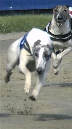 Top 5 Fastest Dogs in the World