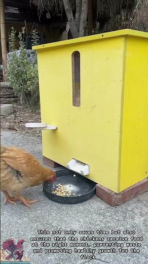 Smart Automatic Chicken Feeder: Feed Dispensing When Chickens Jump.