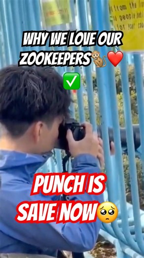 Zookeeper Playing With Monkeys | Punch and Friends Interaction, Heartwarming Care