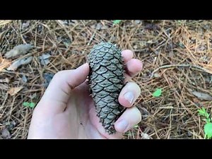 Pinus taeda (loblolly pine)