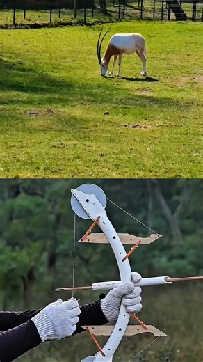 Quiet Archery Bow Hunt | Desert Oryx Clean Shot #huntingshot #bowhunting #deerhunting