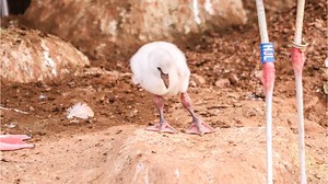 Pink Flamingos! Paignton Zoo's Gay Flamingos Become Parents