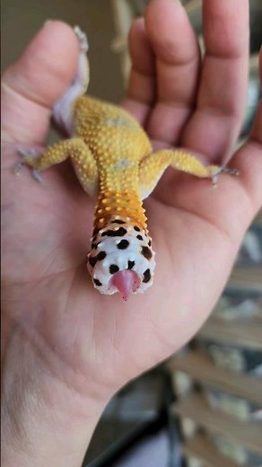 Leopard Gecko Tail grow back