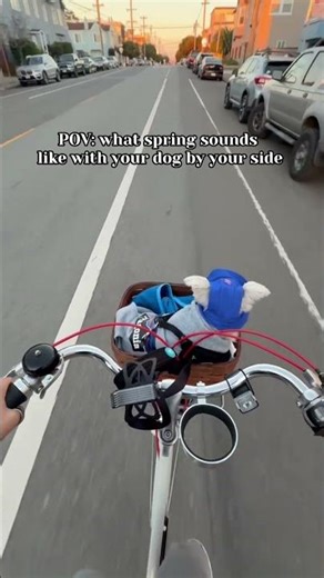 What spring sounds like with your dog 🐾
