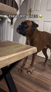 5.4K views · 84 reactions | EYE'S  #boxer #dog #viralsreel #fbreels #foryou | Boxer Fan's | Facebook