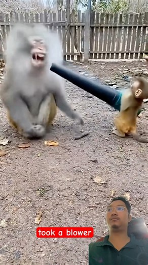 baby monkey prank his mother use air blower #BabyMonkey #MonkeyPrank #FunnyAnimals #MonkeyFamily
