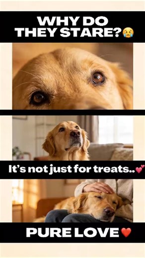 The Secret Language of Pet Eye Contact