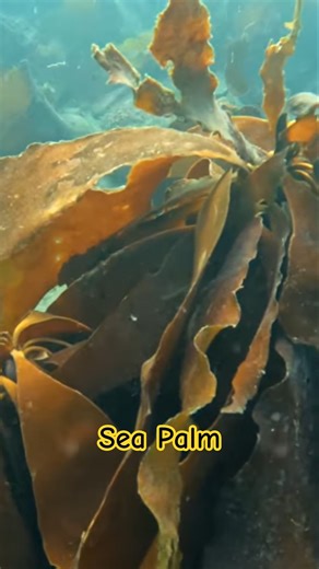 Different Kelp and Seaweeds