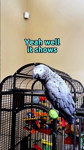 Gizmo called us Liars 🤣😅 Cheeky Grey! #funnyparrot #talkingparrot