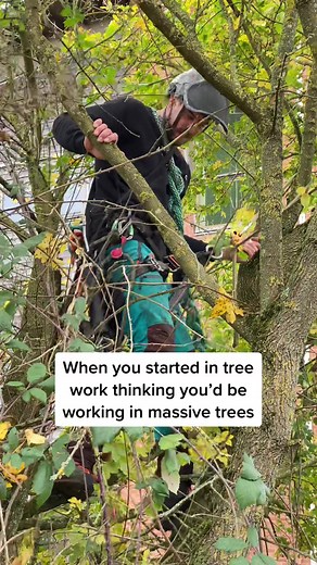 The British tree surgery life at its finest 🤌 #treesurgeon #treesurgery #arbortec #arborist
