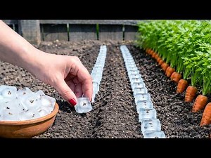 Before You Plant Carrots, Watch This Ice Trick — My Harvest Is Massive