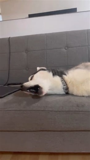 Husky Attempts World Record For Longest Howl #huskylife #funny #husky #howl | The Husky Moon