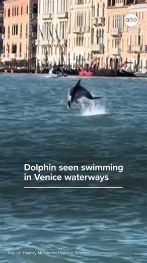 A dolphin, nicknamed "Mimmo," has become a regular visitor in the waters off Venice's St. Mark's Square — entertaining tourists but raising concerns about its safety amid heavy boat traffic. Wildlife experts said they're concerned that Mimmo could get injured by a propeller and are monitoring its movements, but they are uncertain how to encourage the dolphin to leave the area. https://abcnews.link/Wz9O89l | ABC News