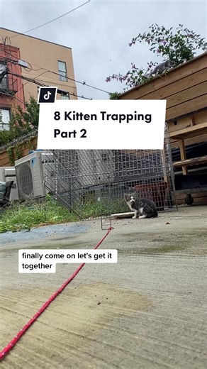 8 Kitten Trapping: Part 2 - Cat Rescue Mission