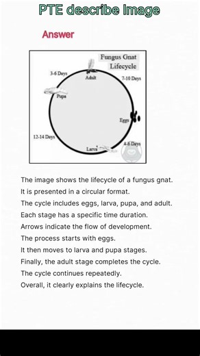 PTE Describe Image | Lifecycle of Fungus Gnat | Full Score Sample Answer | @Ptetestprep