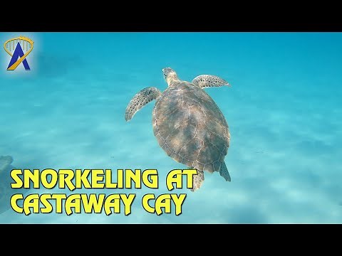 Snorkeling at Disney's Private Island in the Bahamas - Castaway Cay